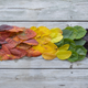 Illustration for article titled 76 Stunning Photos Of Fall Leaves